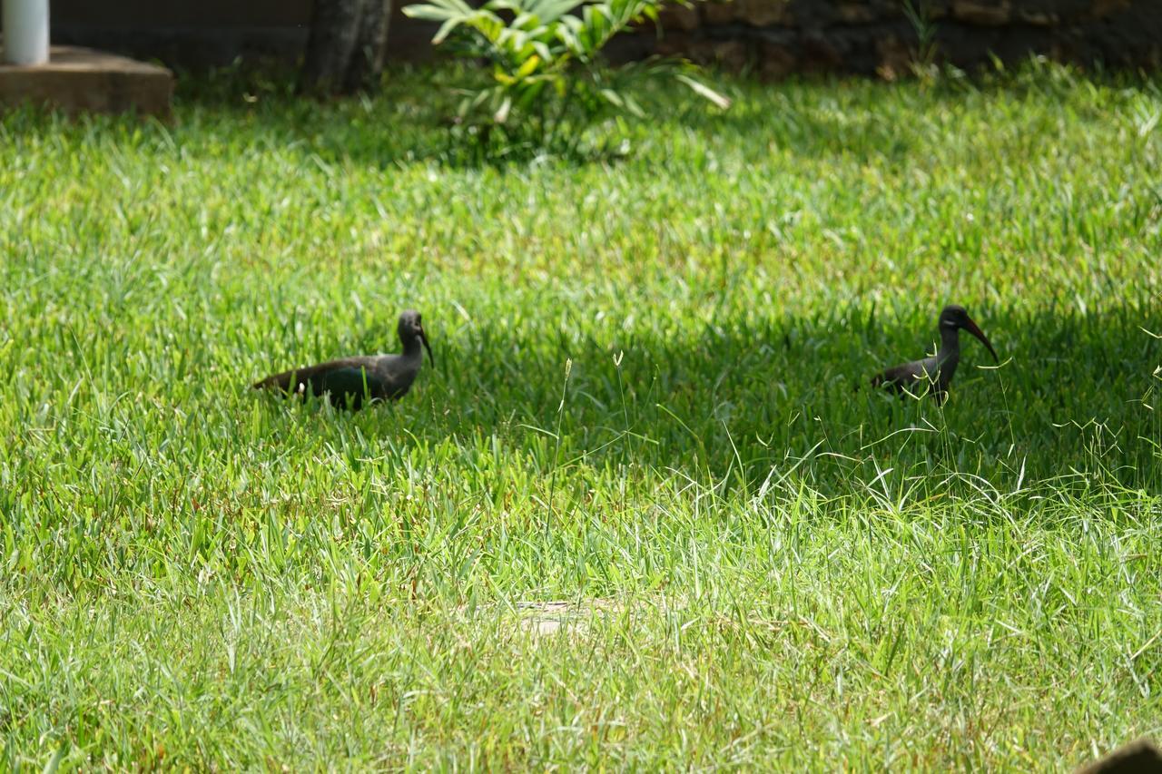 Residence Maison Muege Kilifi Eksteriør bilde